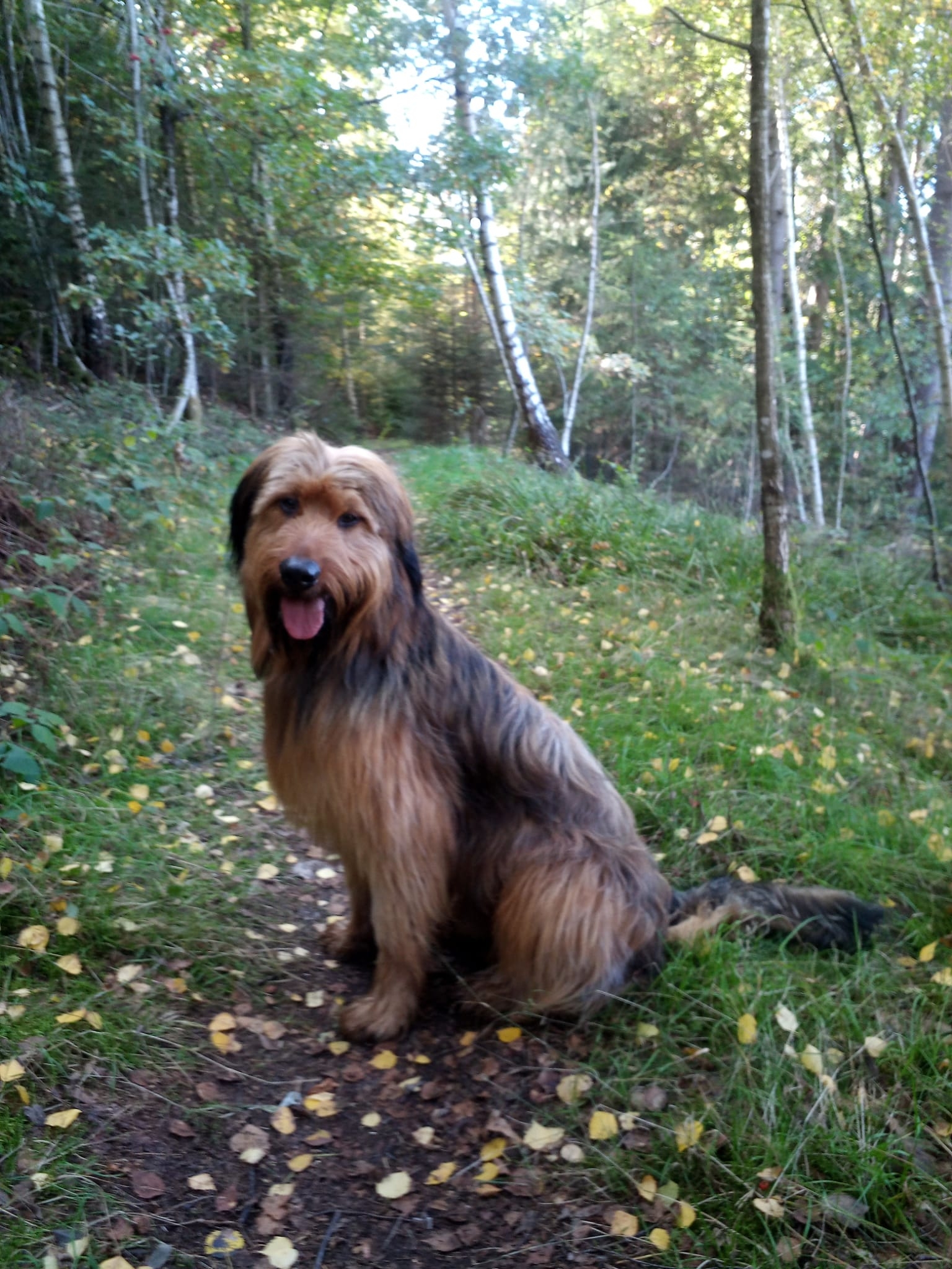 Wäller von der Straubenhalde